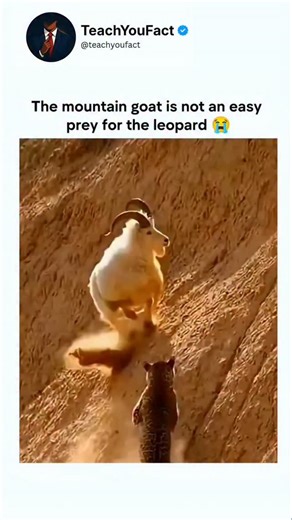 teachyoufact on Instagram: "This viral video captures a mountain goat charging and leaping off a cliff to evade a pursuing leopard in rugged terrain, edited with a humorous "work of fiction" disclaimer that amplifies its dramatic, story-like appeal. Posted by content creator @Kay2506 , the clip has garnered 3.7 million views and 11,000 likes within hours, sparking replies blending awe at the goat's agility with puns on "GOAT" resilience. Wildlife footage like this highlights ibex goats' evolved