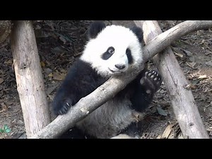 Little Fu Wan, before being splashed water, she waved to the visitors 2023.03.03