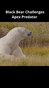 Black bear approaches huge polar bear | Forrest Galante