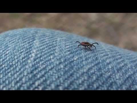 Female Black-legged or Deer Tick (Ixodidae: Ixodes scapularis)