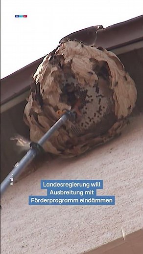 Asian hornet is spreading – danger to bees is growing | RTL WEST