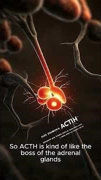 What is ACTH and what does it do?