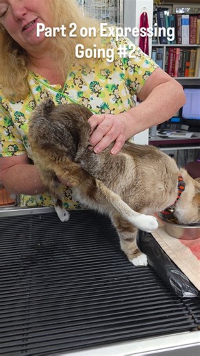 This is part of life with Manx syndrome — caring for Donald means helping him stay clean, comfy, and healthy every single day. 💛 Because of his spinal deformity, he can’t control his bladder or bowels on his own. He’s one of seven Manx syndrome cats here who need to be expressed multiple times a day. It might not be the glamorous side of pet care, but it’s the real side of love. 🐾 These moments are full of trust, teamwork, and the quiet kind of love that says, “I’ve got you.” 💕 #ManxSyndrome 