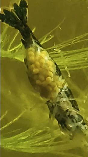 pregnant shrimp 100+eggs