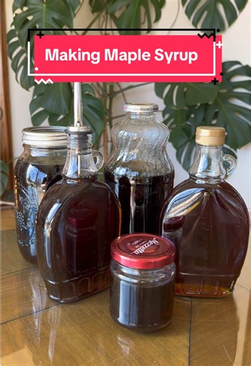 Harvesting Maple Syrup from Sap: A Sweet Reward