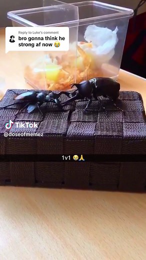 Beetle Battle: Hercules vs. Stag - Funny Memes and Videos