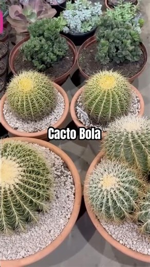 Cactus Ball at the Fair!