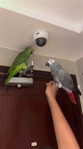 Amazon parrot vs African gray parrot 🦜 #africangrayparrot #amazonparrot #birds #dubailfe