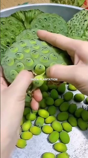 Lotus | Lotus seeds | Lotus plant | Plant lotus | how to grow lotus #lotus #lotusseeds #lotusplant