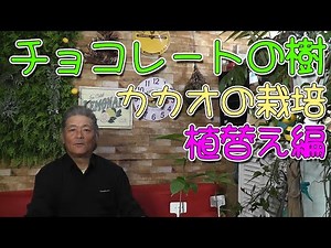 【カカオ栽培】ココア、チョコレートの樹・カカオの苗植替え編！