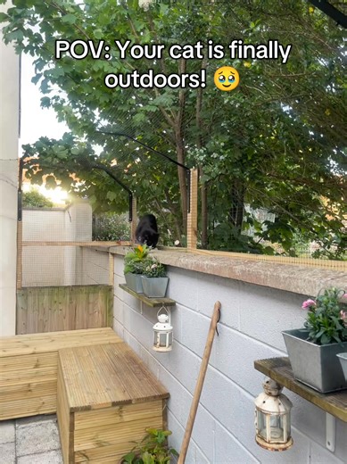 172K views · 3.1K reactions | Sooo wholesome! 凉✨ You won't regret giving your indoor cat outdoor access with ProtectaPet Cat Fencing ❤️ #keepingcatssafe #catfencing | ProtectaPet | Facebook
