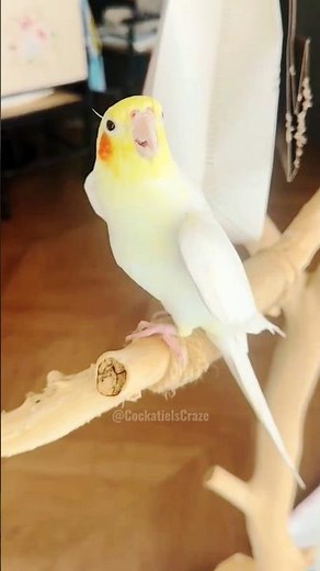 Jerry Sings Opera! 🎭🦜#cockatielscraze