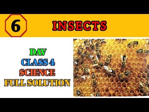 Dav Class 4 science chapter 6 Insects full Solution 