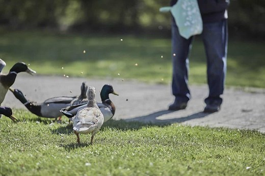 I Used to Feed Ducks Bread — Until I Learned What It Really Does to Them