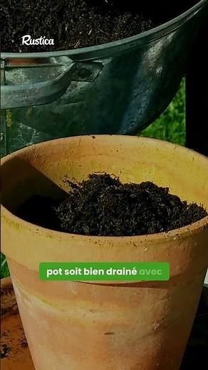 Find out how to propagate a banana tree