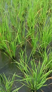 30K views · 557 reactions | Important tips for Paddy crop at tillering or vegetative growth stage | Agriculture Activities | Facebook