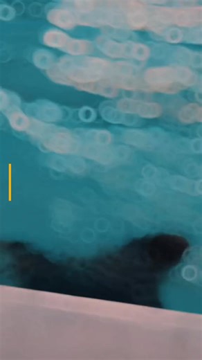 In the Army, a swim test is typically conducted to assess a soldier's swimming abilities and water survival skills. #OneOCS #AFPyoucanTRUST #jointheocsnow #PhilippineArmy #buhayaplikante #jointhearmynow #militaryarchitect | Military Architect