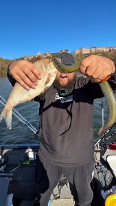 Eel vs gizzard shad | Haz Life Fishing