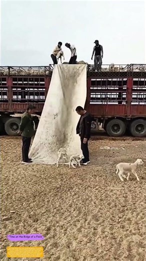 Slipping Sheep Off the Truck: How a Simple Tarp Becomes a Livestock Slide
