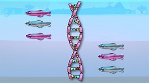 Video: Speciation Rates