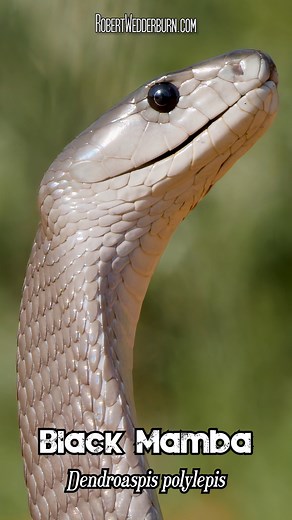 🐍 A beautiful portrait of a Black Mamba (Dendroaspis polylepis) rearing up like a cobra. 🐍 Black Mambas are known to raise their heads and open their iconic black mouths when they feel threatened or are cornered. Contrary to popular belief Black Mambas simply don't chase people and although they might be nervous snakes, they are reluctant to get anywhere near people and are very quick to get away if given the slightest chance. 🐍 #venomoussnake #herpetology #wildlife #blackmamba #snakes #snake