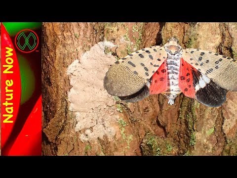 Spotted Lanternfly Eggs - What To Look For!