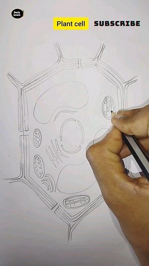 how to draw plant cell easily/Padap Koshika#drawing #shorts #viral#diagram #science#study#dailylearn