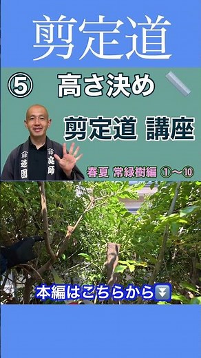 [Height Point] First, focus on this carefully!! #pruningmethod #treeheight #gardenwork #gardentre...