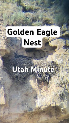 Golden Eagle Nest -- Utah - Fledging