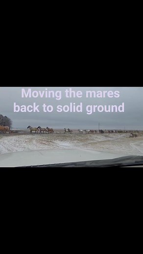 The whole US has been experiencing some strange spring-like weather this past couple of weeks. It's been no different here. We have finally dipped below freezing again and the mares were more than ready to go back to winter pasture now that the mud is no longer an issue. #dakotadunsquarterhorses #aqha #aqhaproud #grullohorse #ranchlifeisthebestlife #ranchlifeliving #grullostallion #hifromsd # | Dakota Duns Quarter Horses
