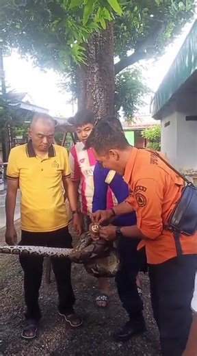 ular pyton#ularbesar