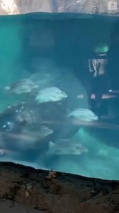 CATCH ME IF YOU CAN: New baby hippo Fritz chased his big sister Fiona around their habitat at the Cincinnati Zoo in what looks like an adorable game of tag. https://abcn.ws/3ey6rKM | ABC News