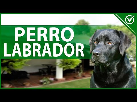 🐶 Labrador Retriever: What Is It Like? Origin, Characteristics, and Behavior 🐶🦴