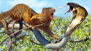 1.4M views · 27K reactions | Mongoose - Revealing the feeding ritual of a brutal predator | Animal World Us | Facebook