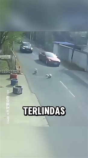 Almost Run Over... Saved by His Own Best Friend ❤️🐾