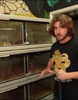 Feeding venomous snakes