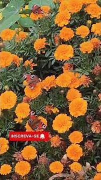 Teu Fôlego Em Canção - inspirado em Ministério Zoe (louvor inédito) | Cante Pro Alto