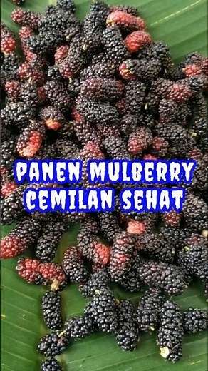 Khasiat Buah Murbei; Buah Kecil Bermanfaat Besar | Mulberry Benefits: From Diabetes to Heart Disease