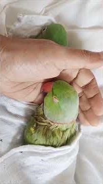 Cute Paarots Sleeping