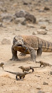 Las crías del dragón de Komodo nacen enfrentando una de las realidades más crueles de la naturaleza. La madre pone sus huevos, los entierra y se va. Ellas emergen solas, indefensas, sin protección ni alimento… y el peligro no termina ahí: si la madre vuelve a encontrarlas, no las reconoce y puede devorarlas. En la naturaleza, sobrevivir no es cuestión de amor, sino de instinto; a veces, incluso una madre se convierte en la mayor amenaza. #parati #reel #animals #curiosidades #typ #facebookviral |