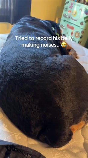 Funny Rottweiler's Belly Noises Captured on Video