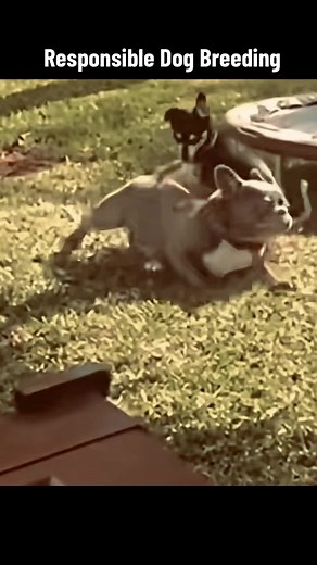 Breeding dogs can be a rewarding experience, but it is important to do it safely and responsibly to ensure the health and well-being of both the male and female dogs, as well as their offspring. Before deciding to breed your male dog, it is important to consult with a licensed veterinarian and do extensive research on dog breeding to understand the process and the responsibilities that come with it. Some important considerations to keep in mind when breeding your male dog include ensuring that b