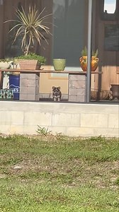556K views · 29K reactions | We only rate dogs. This is clearly a state-of-the-art home security system. Not sure how you got those confused. Please only send dogs. Thank you… 12/10 (TT: shallowmindedbass) | We Rate Dogs | Facebook