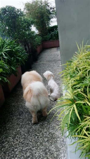 A love story of Maltese-Lhasa apso & Chow Chow ❤😊 #mspakipot #lovemonth #loveisintheair #dogsoftiktok #petsoftiktok #itsteddysnow #chowchow #dog