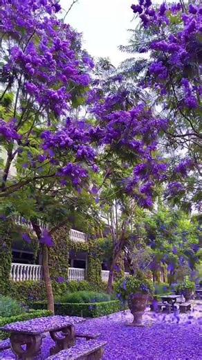 Así se vive la primavera en Universidad Humanitas