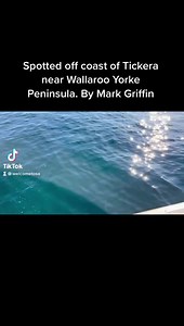 Welcome to SA on Reels