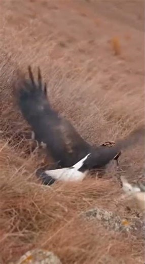 Victory Flight: The Eagle Ascends with its Defeated Prey