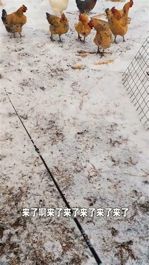 Should my chicken stewed with mushrooms be soaked in hot spring#Lu Ya#Lure fishing#Lur