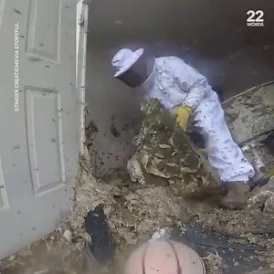 5.8M views · 295 reactions | Professional exterminator, Jude Varret, estimates this nest had over 1 million hornets. | 22 Words Presents | Facebook