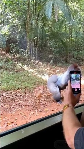 A Gorilla Just Saved a Baby Deer From Wolves… 😳